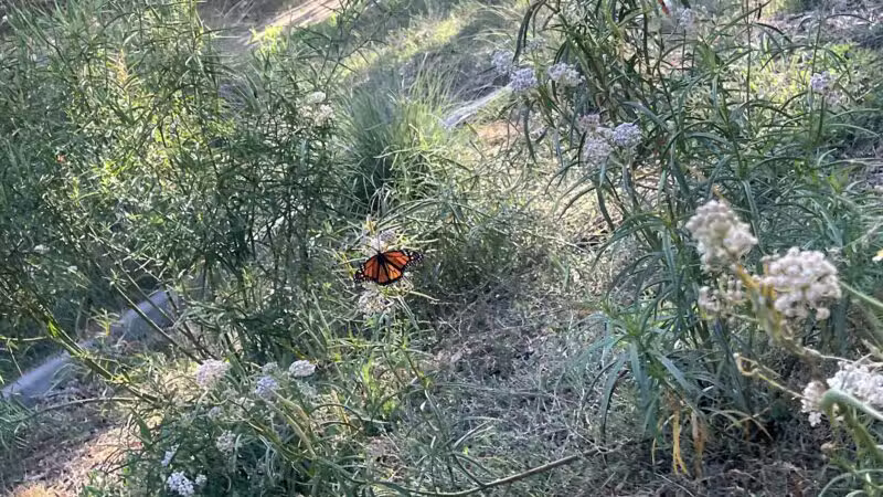 Rudy Ortega Park - San Fernando, CA