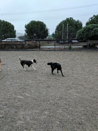 Berry Street Dog Park - San Francisco, CA