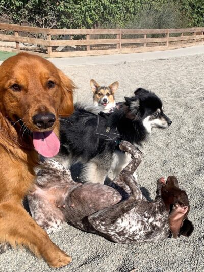 Berry Street Dog Park - San Francisco, CA