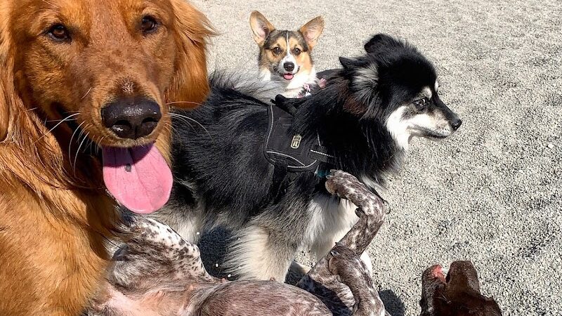 Berry Street Dog Park - San Francisco, CA