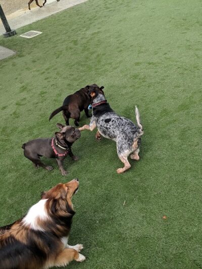 Berry Street Dog Park - San Francisco, CA