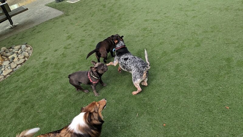 Berry Street Dog Park - San Francisco, CA