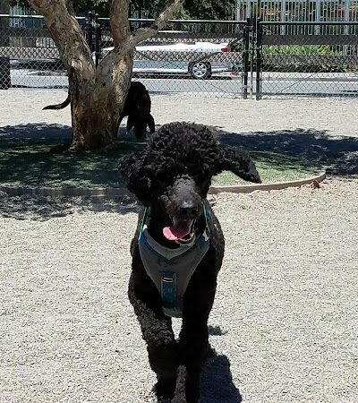 Berry Street Dog Park - San Francisco, CA
