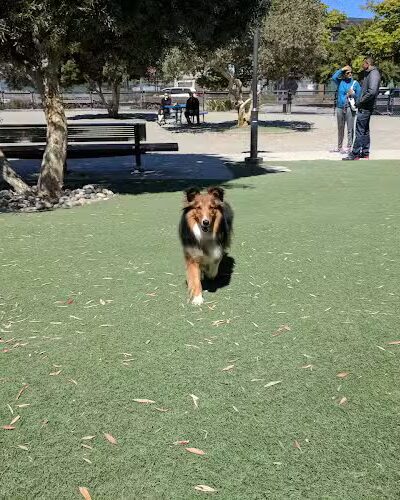 Berry Street Dog Park - San Francisco, CA