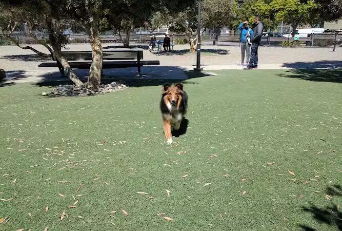 Berry Street Dog Park - San Francisco, CA