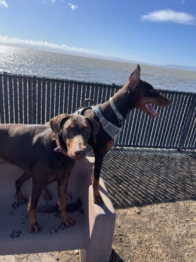Marina Dog Park - San Leandro, CA