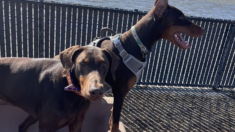 Marina Dog Park - San Leandro, CA