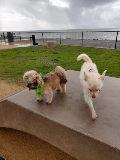 Marina Dog Park - San Leandro, CA