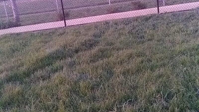 Edendale Dog Park - San Lorenzo, CA