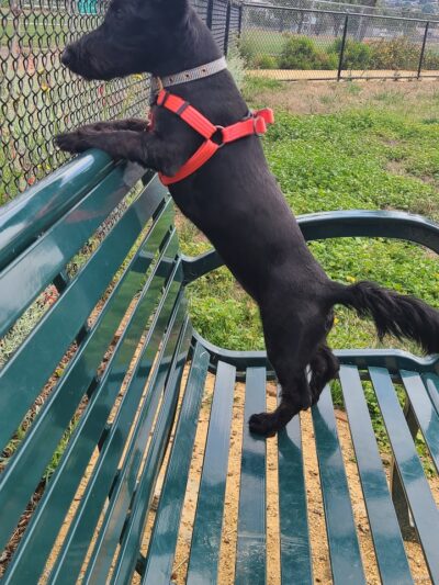 Edendale Dog Park - San Lorenzo, CA