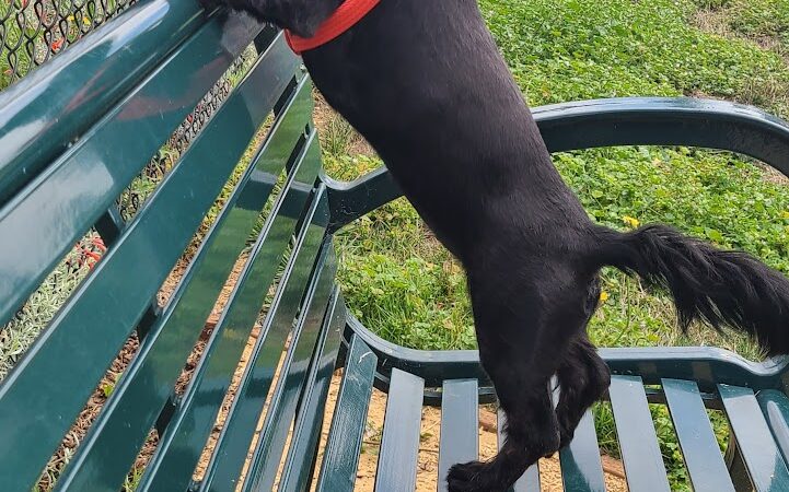 Edendale Dog Park - San Lorenzo, CA