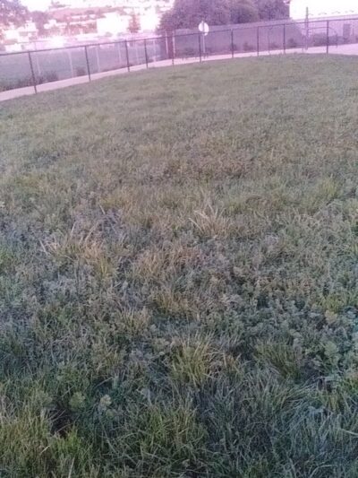 Edendale Dog Park - San Lorenzo, CA