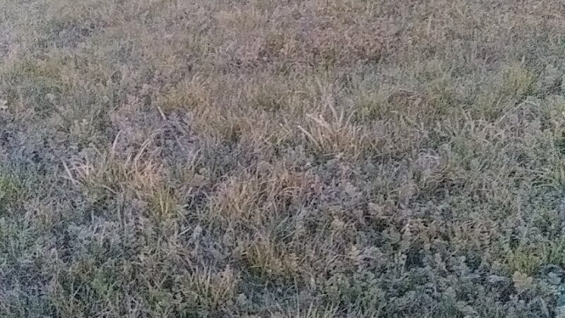 Edendale Dog Park - San Lorenzo, CA