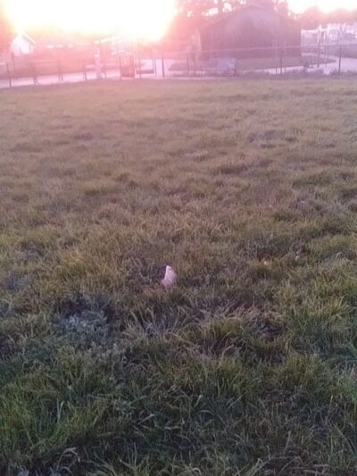 Edendale Dog Park - San Lorenzo, CA