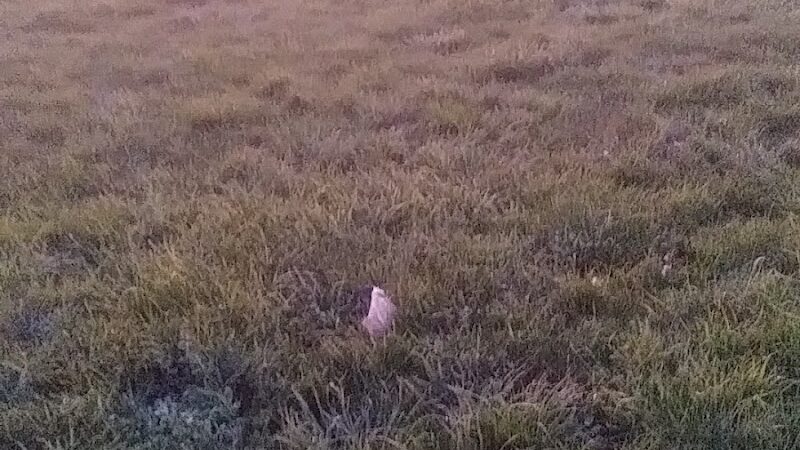 Edendale Dog Park - San Lorenzo, CA