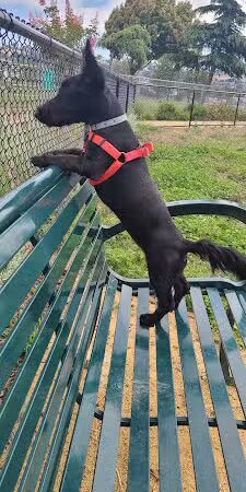 Edendale Dog Park - San Lorenzo, CA