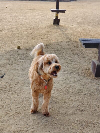 Bark & Ride - San Ramon, CA