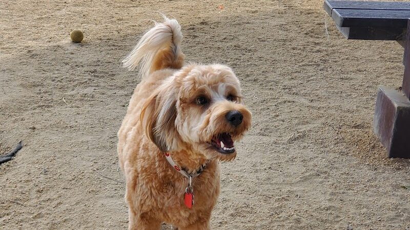 Bark & Ride - San Ramon, CA