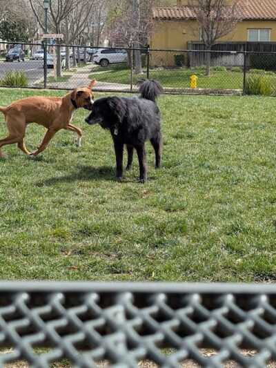 Bark & Ride - San Ramon, CA