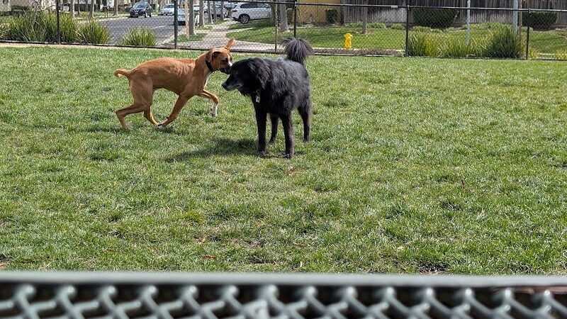Bark & Ride - San Ramon, CA