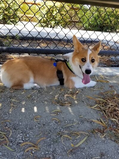 Bark & Ride - San Ramon, CA