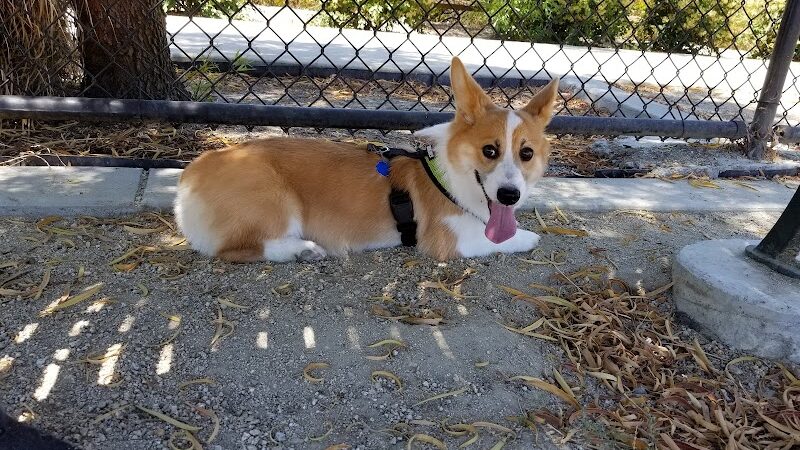 Bark & Ride - San Ramon, CA