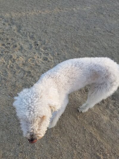 Bark & Ride - San Ramon, CA