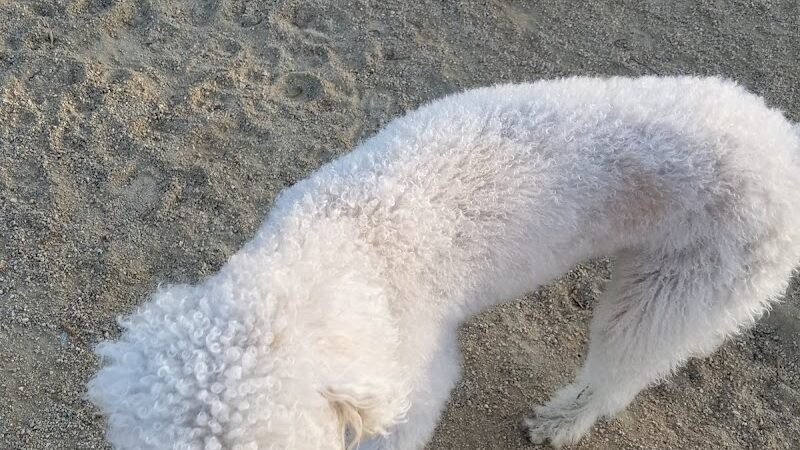 Bark & Ride - San Ramon, CA