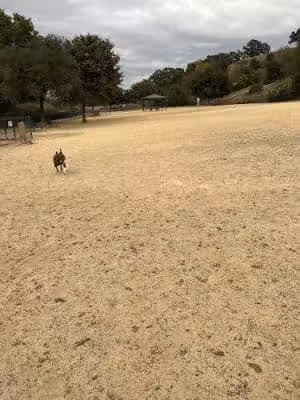 Bollinger Dog Run - San Ramon, CA