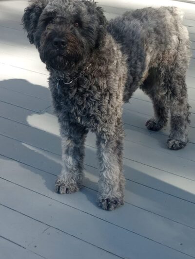 Bollinger Dog Run - San Ramon, CA