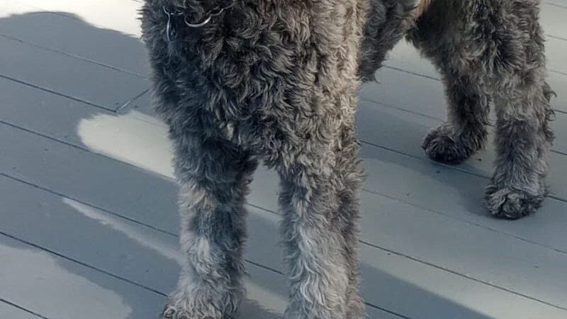 Bollinger Dog Run - San Ramon, CA