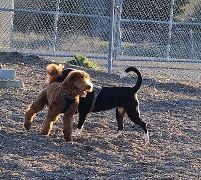 Del Mar Dog Park (Off-leash, open dawn-dusk) - San Ramon, CA