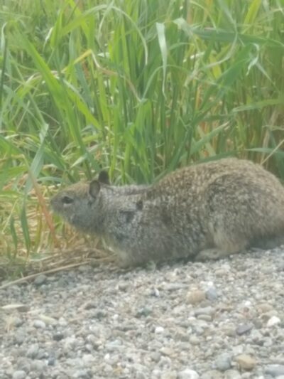 Del Mar Dog Park (Off-leash, open dawn-dusk) - San Ramon, CA