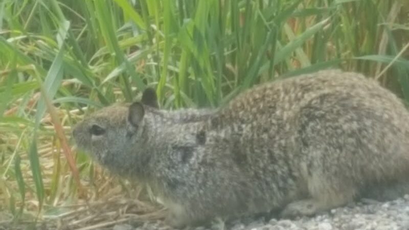 Del Mar Dog Park (Off-leash, open dawn-dusk) - San Ramon, CA