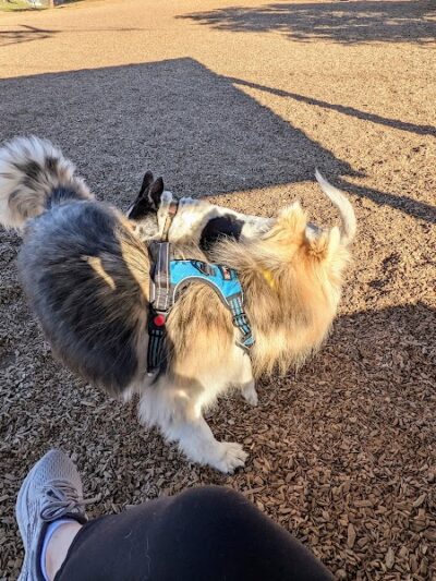 Del Mar Dog Park (Off-leash, open dawn-dusk) - San Ramon, CA