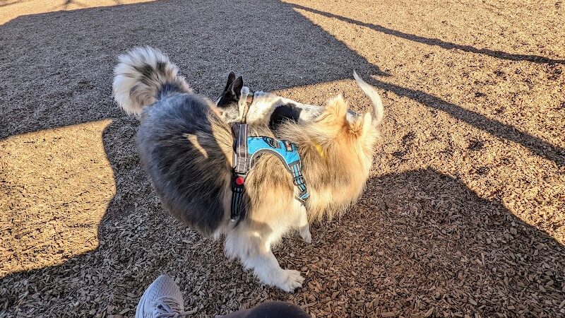 Del Mar Dog Park (Off-leash, open dawn-dusk) - San Ramon, CA