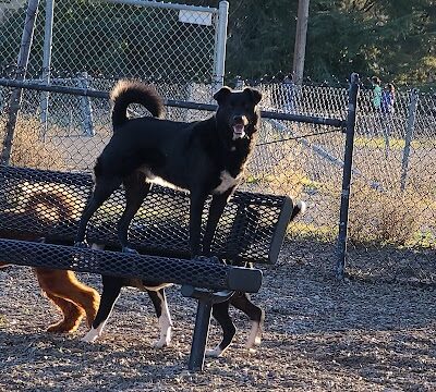 Del Mar Dog Park (Off-leash, open dawn-dusk) - San Ramon, CA