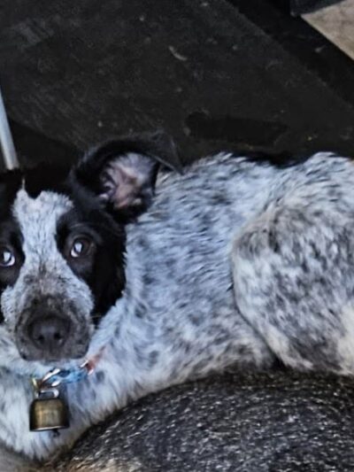 Del Mar Dog Park (Off-leash, open dawn-dusk) - San Ramon, CA