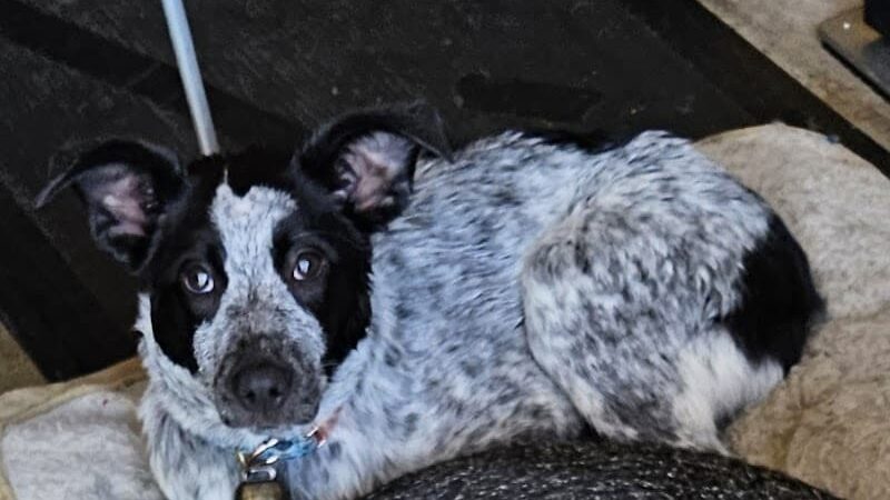 Del Mar Dog Park (Off-leash, open dawn-dusk) - San Ramon, CA