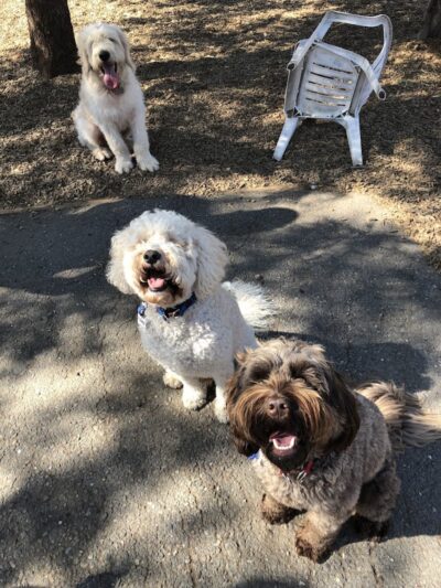 Del Mar Dog Park (Off-leash, open dawn-dusk) - San Ramon, CA
