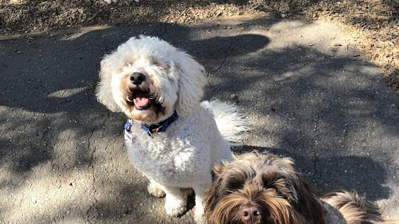 Del Mar Dog Park (Off-leash, open dawn-dusk) - San Ramon, CA