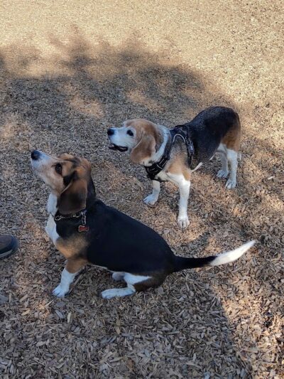 Del Mar Dog Park (Off-leash, open dawn-dusk) - San Ramon, CA