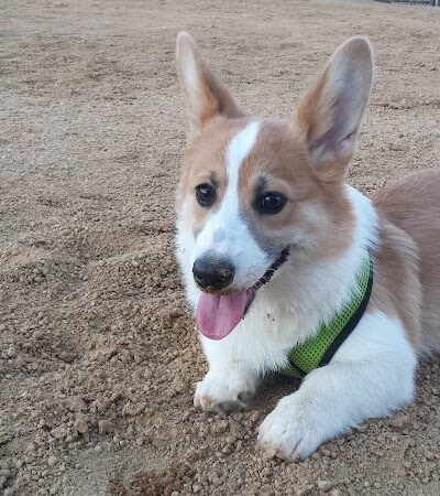 Windemere Dog Park - San Ramon, CA