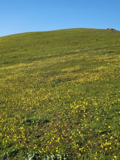 Windemere Dog Park - San Ramon, CA