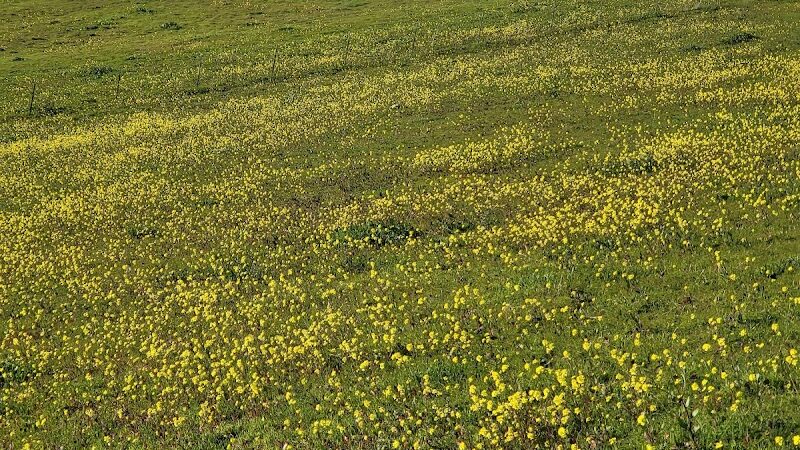 Windemere Dog Park - San Ramon, CA