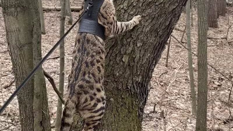 Ensley Township Nature Preserve - Sand Lake,