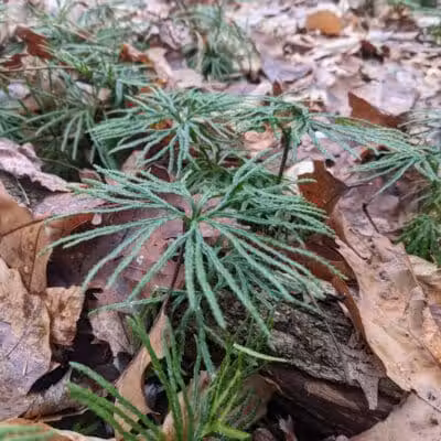 Ensley Township Nature Preserve - Sand Lake,