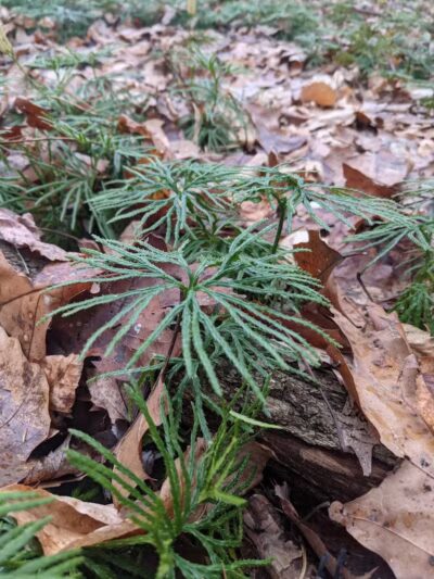 Ensley Township Nature Preserve - Sand Lake,