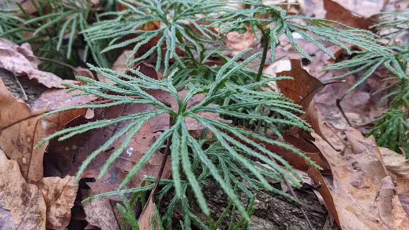 Ensley Township Nature Preserve - Sand Lake,