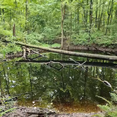 Ensley Township Nature Preserve - Sand Lake,